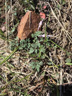 Image of longhorn steer's-head