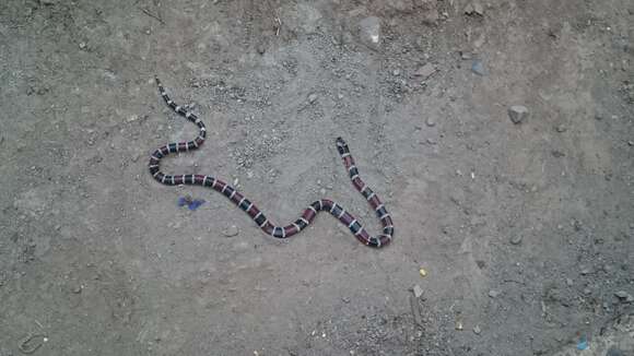 Image of Mertens' Coral Snake