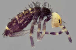 Image of Orchesella carneiceps Packard & AS 1873