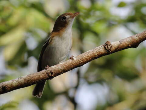 Vireo bairdi Ridgway 1885 resmi