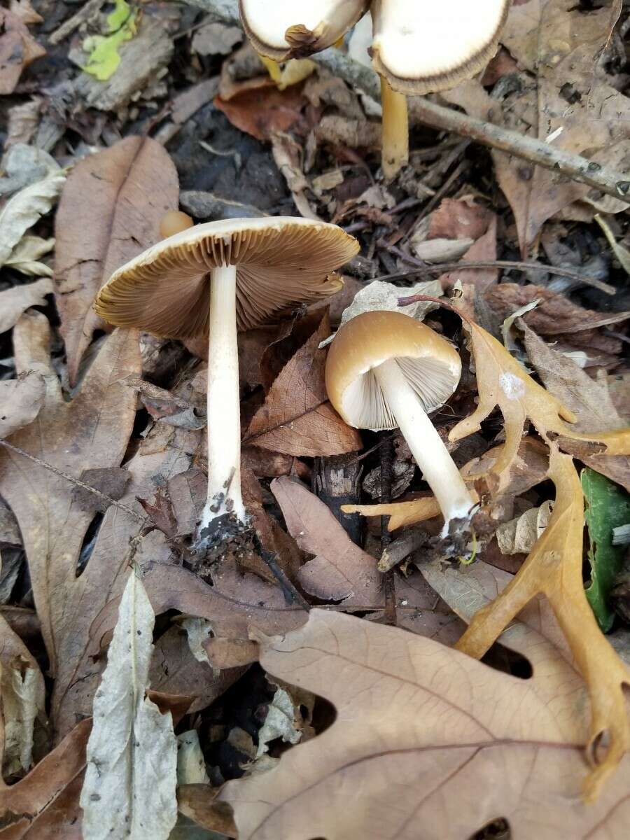 Image de Psathyrella albescens Hesler & A. H. Sm. 1972