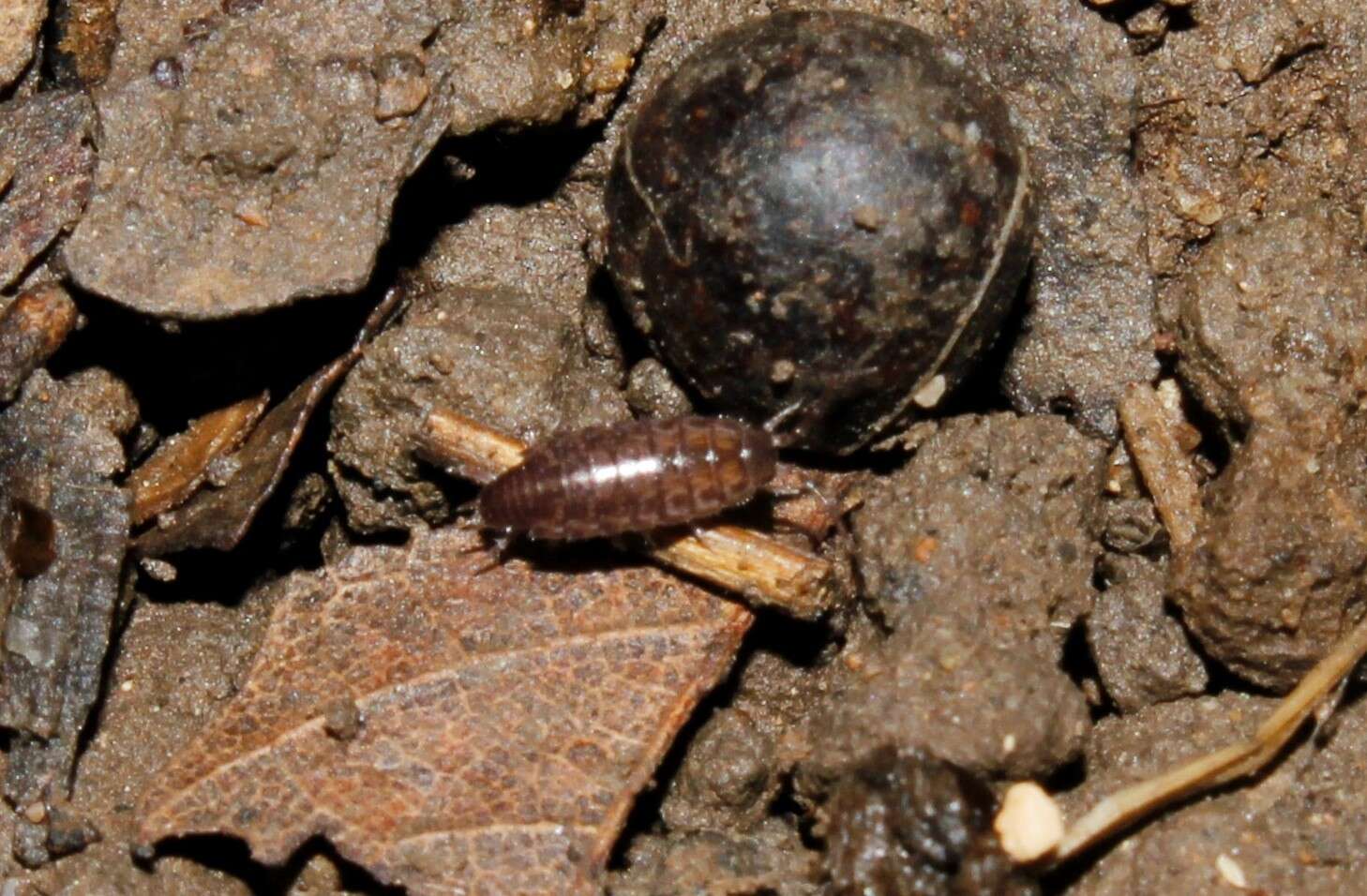 Image of Chaetophiloscia hastata Verhoeff 1929