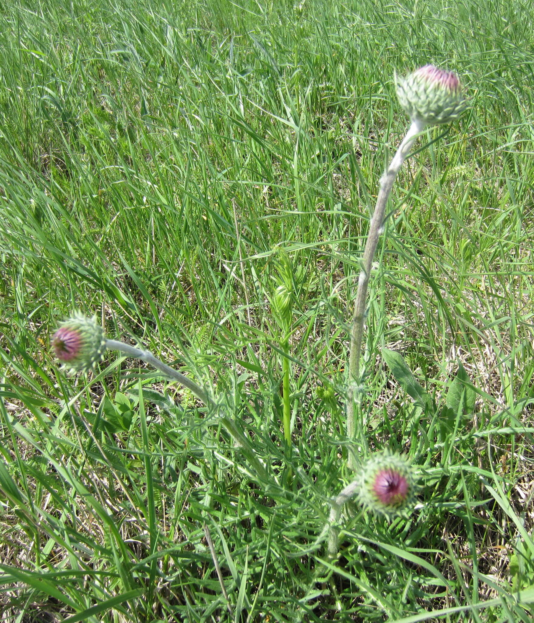 Image of Jurinea arachnoidea Bunge