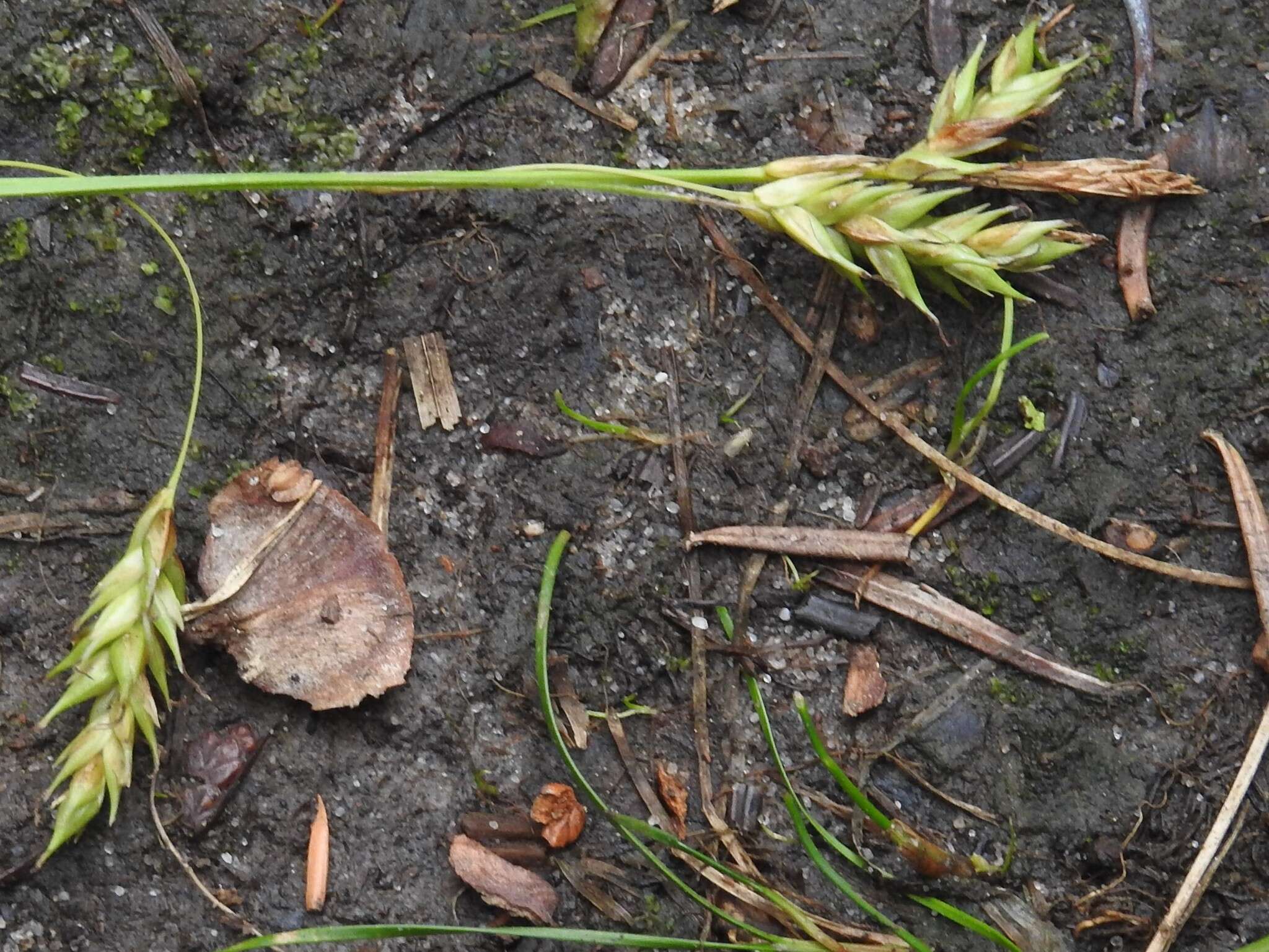 Image of chestnut sedge