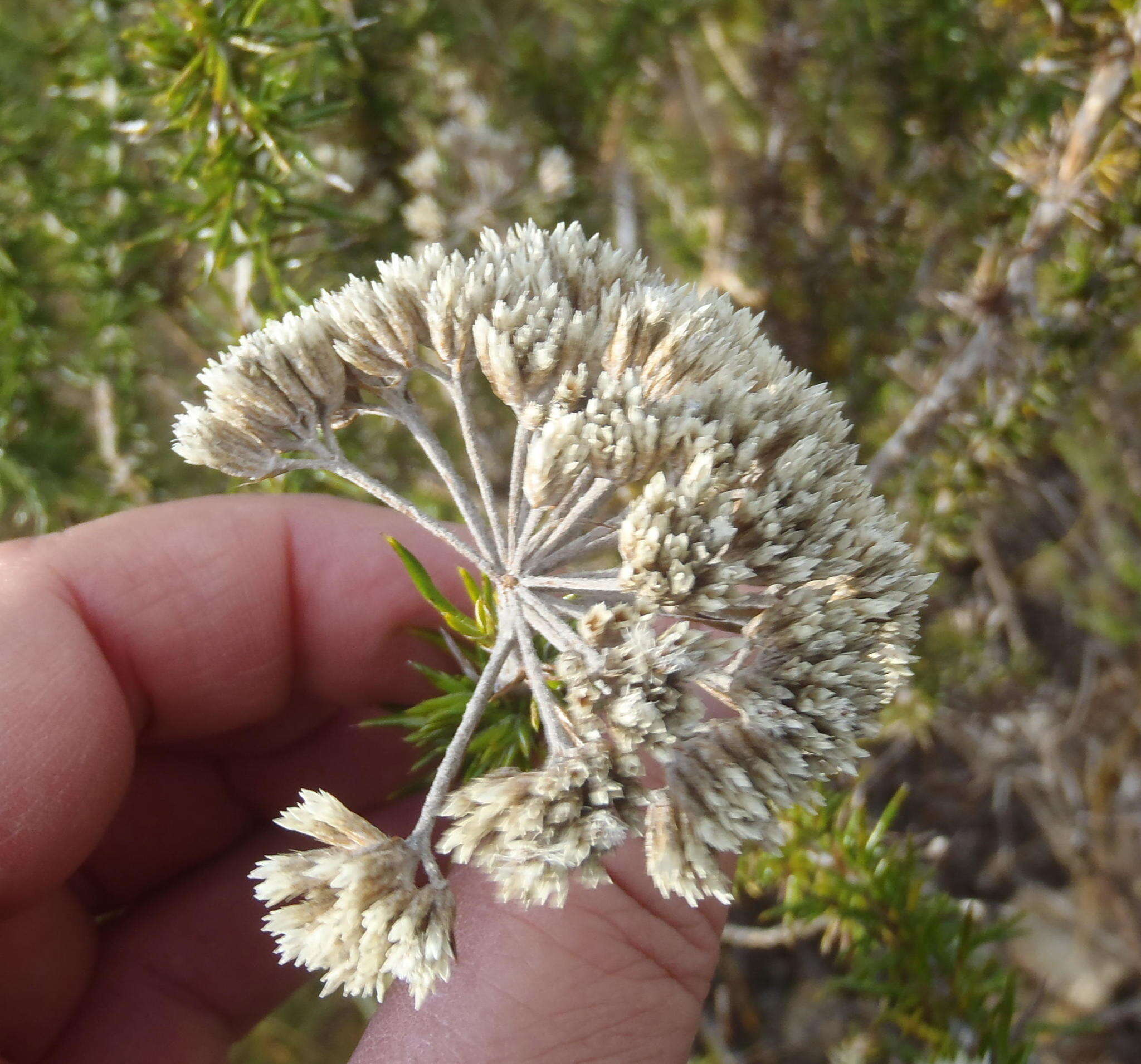 Image of Pointy Blombush