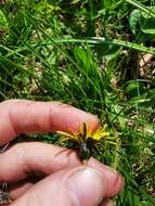 Plancia ëd Taraxacum palustre (Lyons) Symons