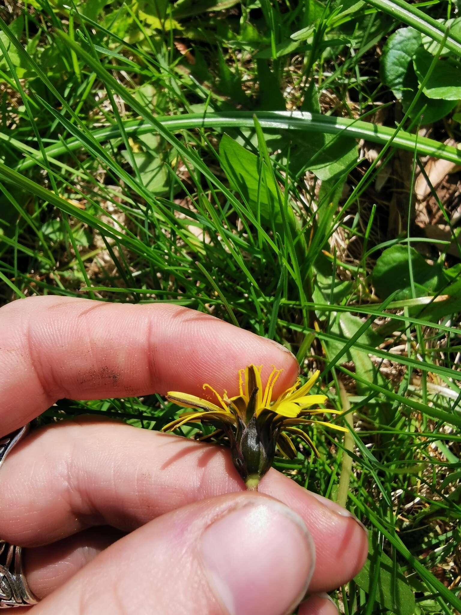 Plancia ëd Taraxacum palustre (Lyons) Symons