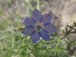 Image of Dayia scabra (Brandegee) J. M. Porter