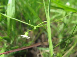 Image of Trochomeria sagittata (Harv. ex Sond.) Benth. & Hook. fil.