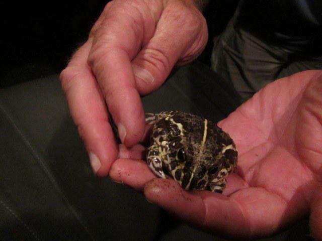 Image of African Bullfrog