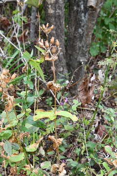 Image of brilliant campion