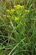 Image of Riddell's Goldenrod