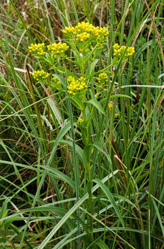 Image of Riddell's Goldenrod