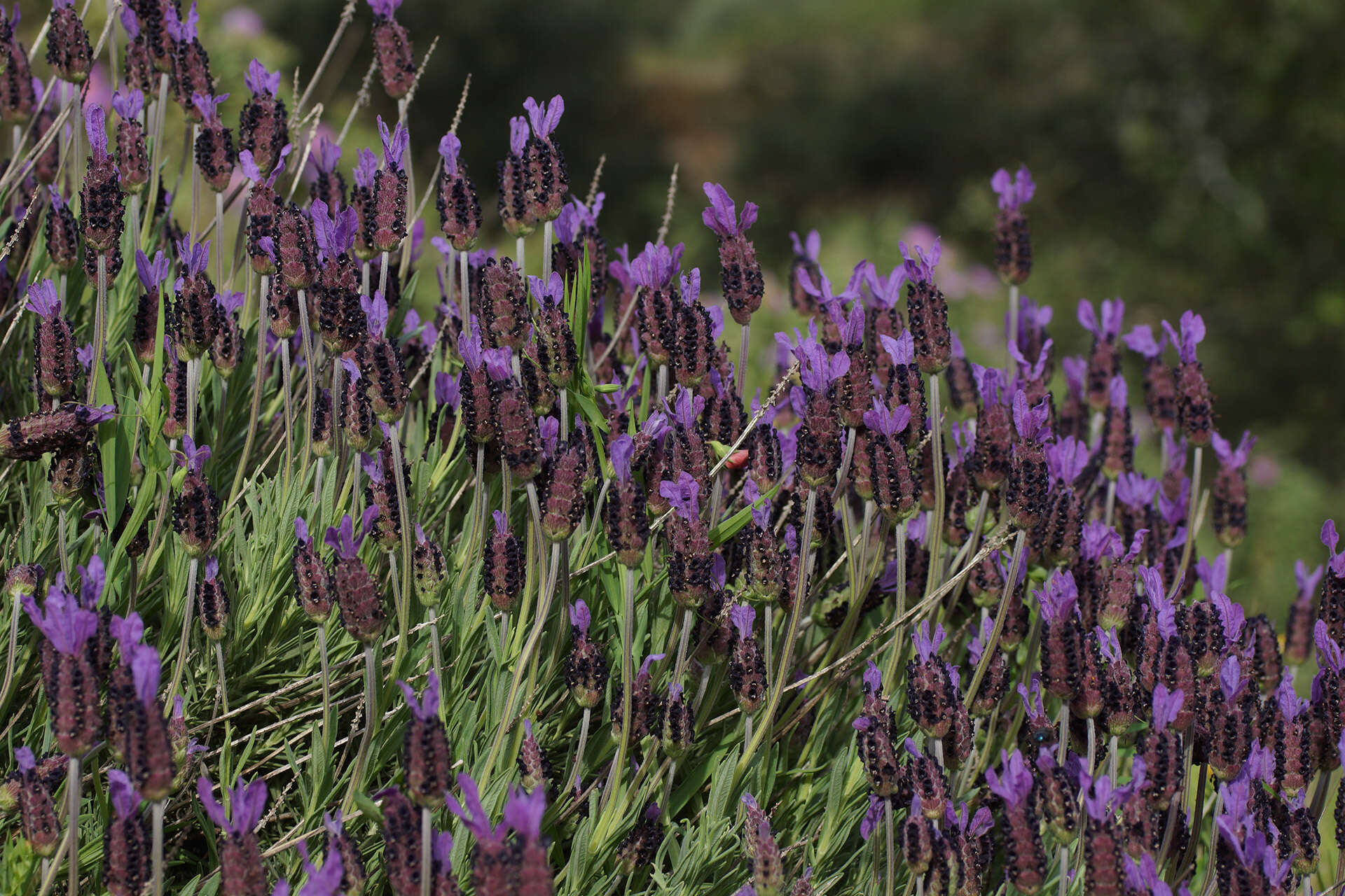 Image of Lavandula pedunculata subsp. sampaiana (Rozeira) Franco