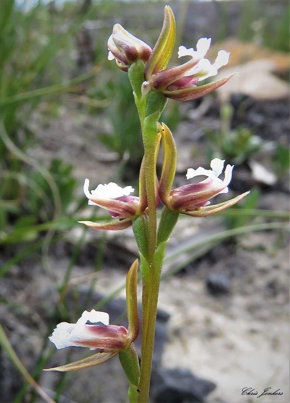 Imagem de Prasophyllum brevilabre (Lindl.) Hook. fil.