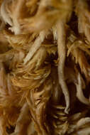 Image de <i>Sphagnum incundum</i>