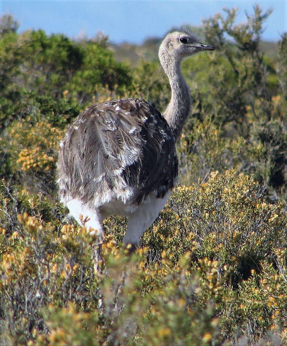 Image of Rhea pennata pennata d'Orbigny 1834