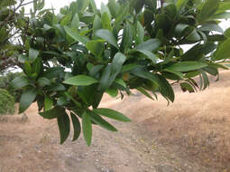 Image of California laurel