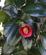 Image of camellia