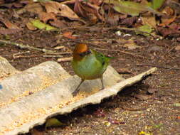 Image of Chestnut-backed Tanager