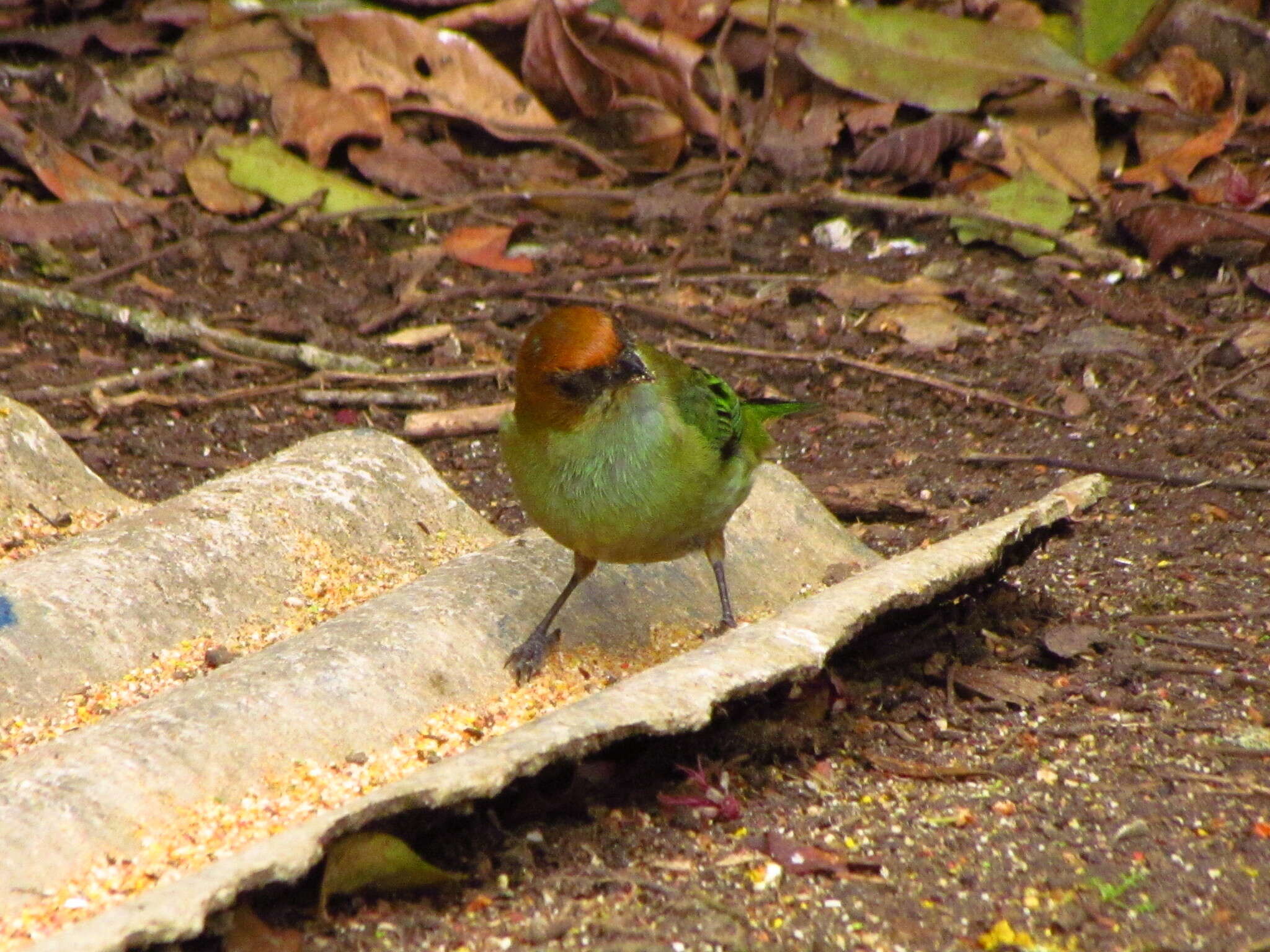 Image of Chestnut-backed Tanager