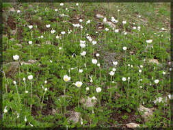 Anemone sylvestris subsp. sylvestris的圖片