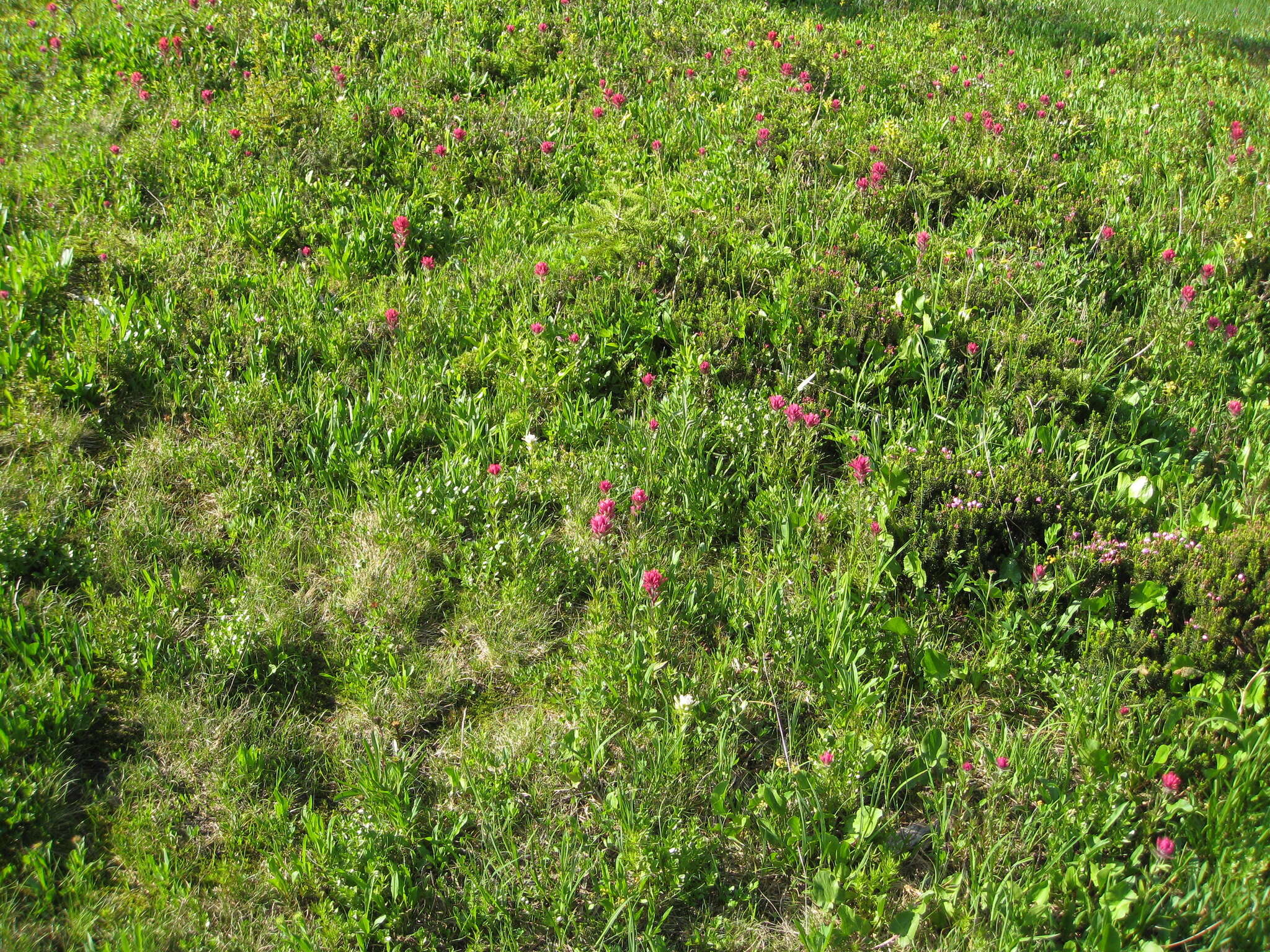 Image of Henry Indian paintbrush