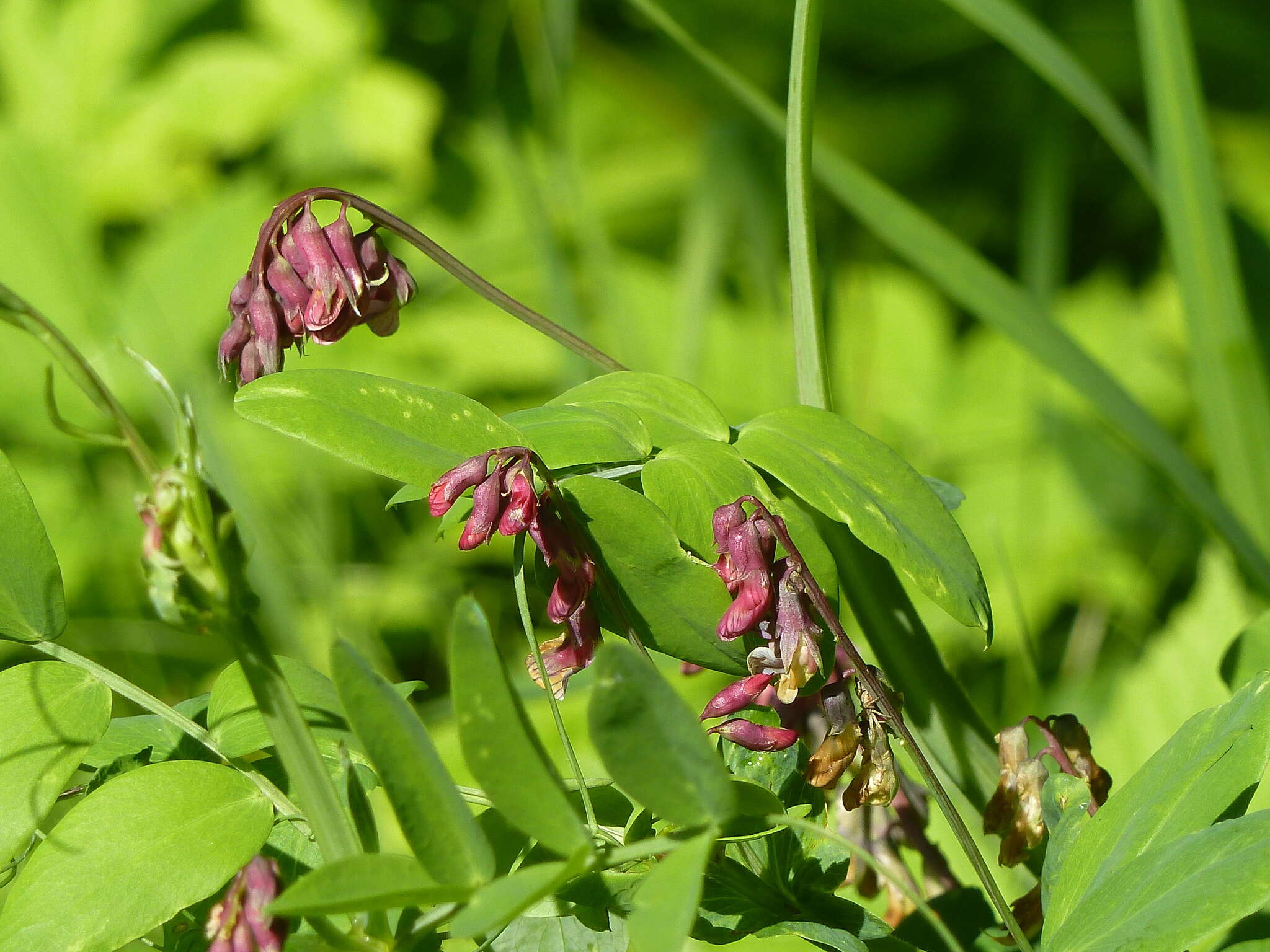 Image of Lathyrus pisiformis L.