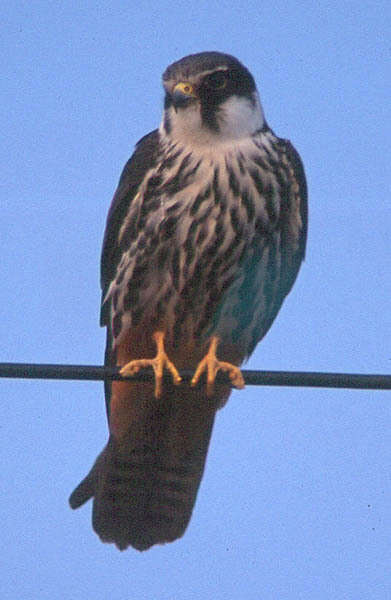 Image of Eurasian Hobby