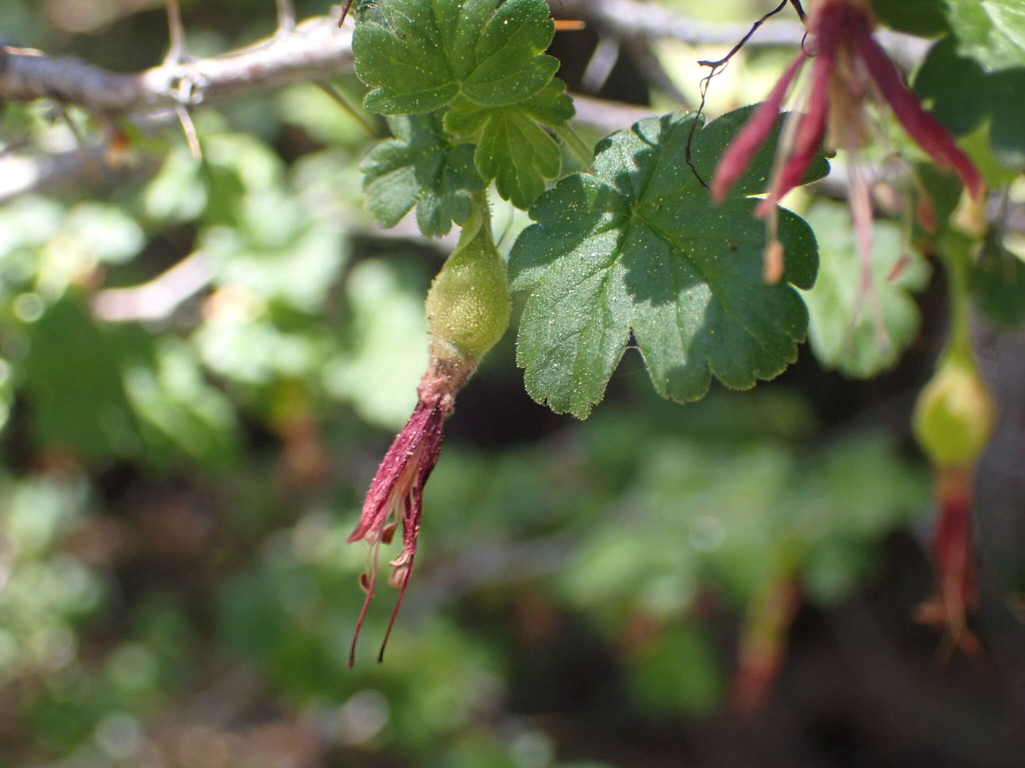 Image of shinyleaf currant