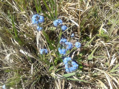 Image of Myosotis alpestris subsp. alpestris