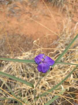 Image of prairie spiderwort