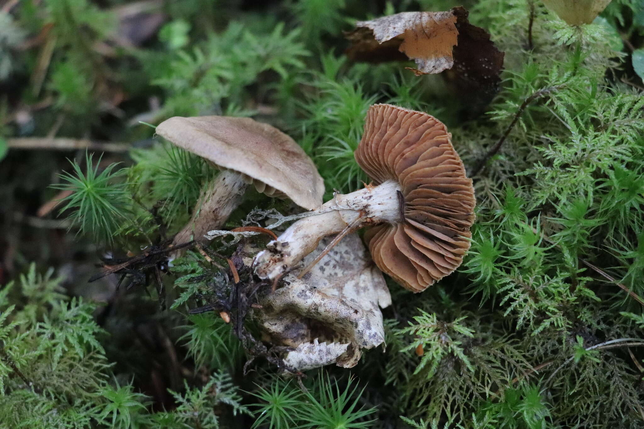 Image of Cortinarius betuletorum M. M. Moser 1967