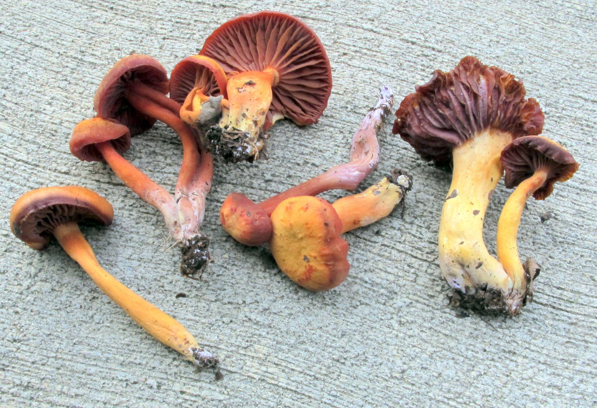 Image of Hygrocybe purpureofolia (H. E. Bigelow) Courtec. 1989