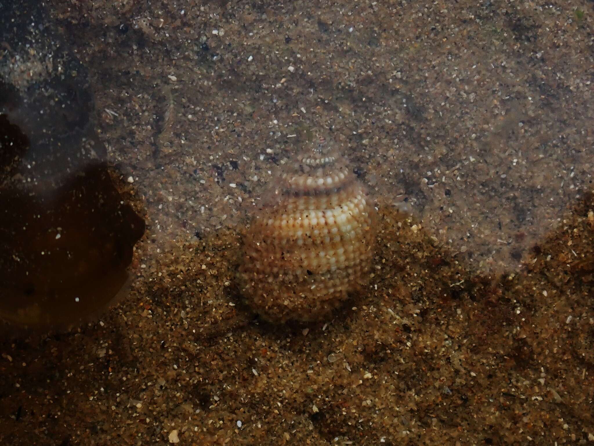 صورة Nassarius albescens (Dunker 1846)