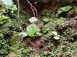 Image of Boea hygrometrica (Bunge) R. Brown