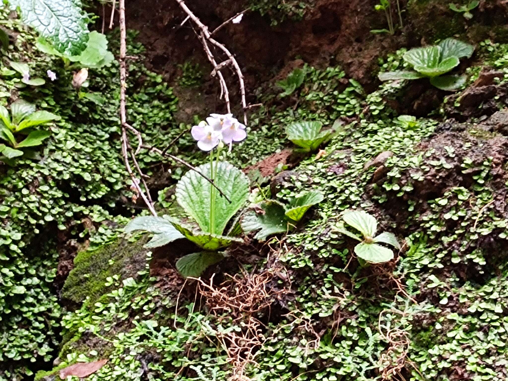 Image of Boea hygrometrica (Bunge) R. Brown