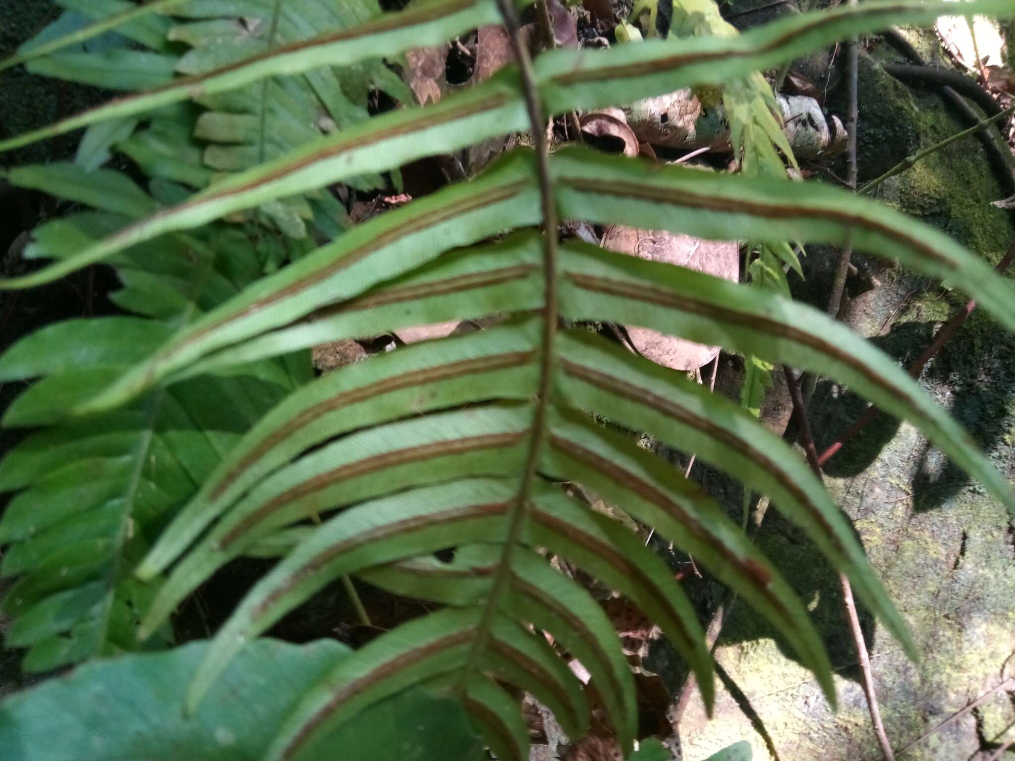 Sivun Blechnum occidentale L. kuva