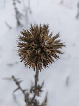 Image of Echinops armatus Stev.