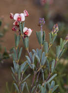 Image de Gastrolobium floribundum S. Moore