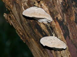 Image of Tyromyces lacteus (Fr.) Murrill 1907