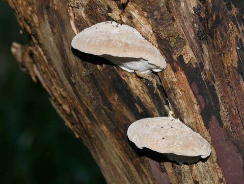 Imagem de Tyromyces lacteus (Fr.) Murrill 1907