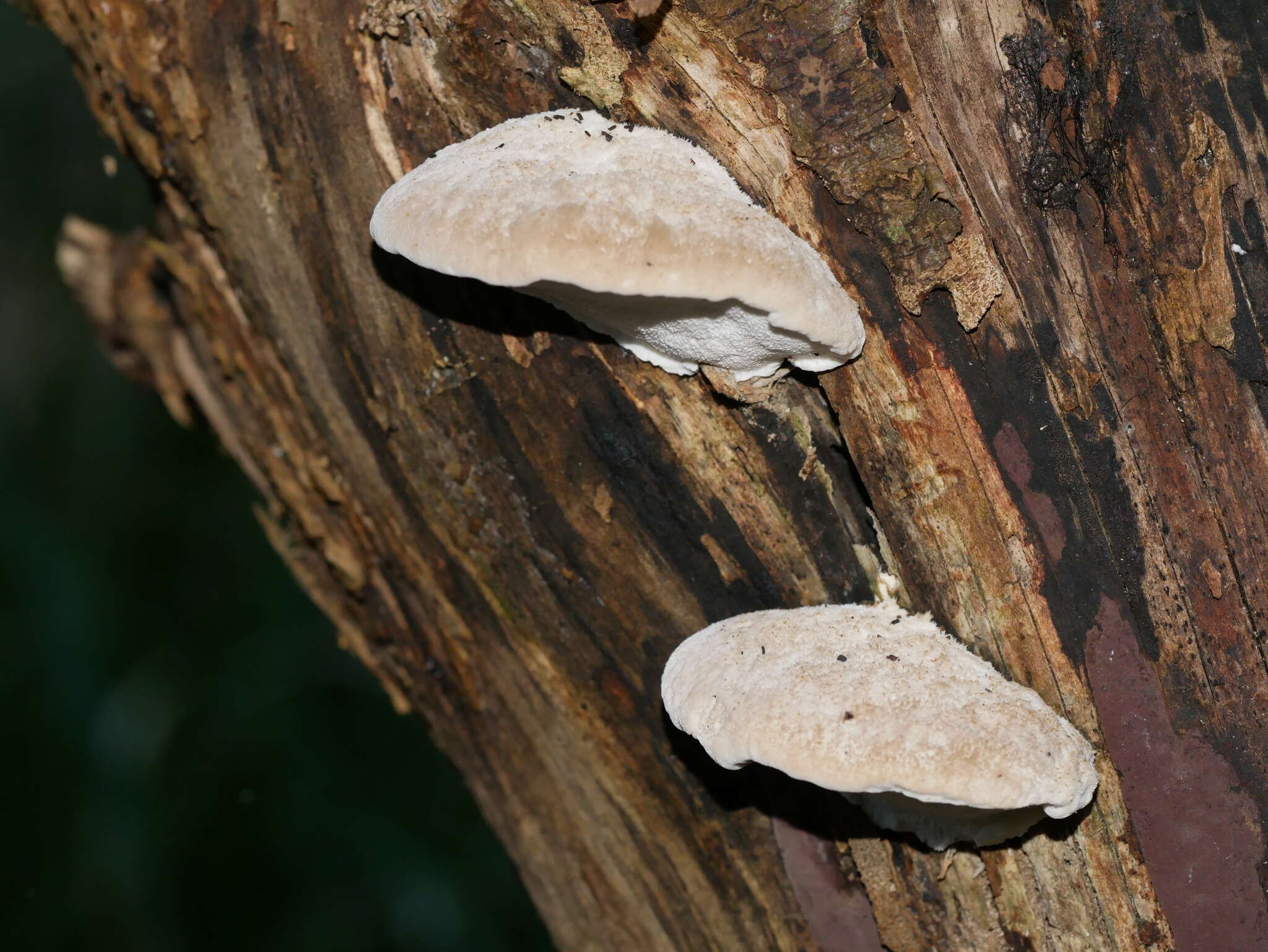 Image of Tyromyces lacteus (Fr.) Murrill 1907