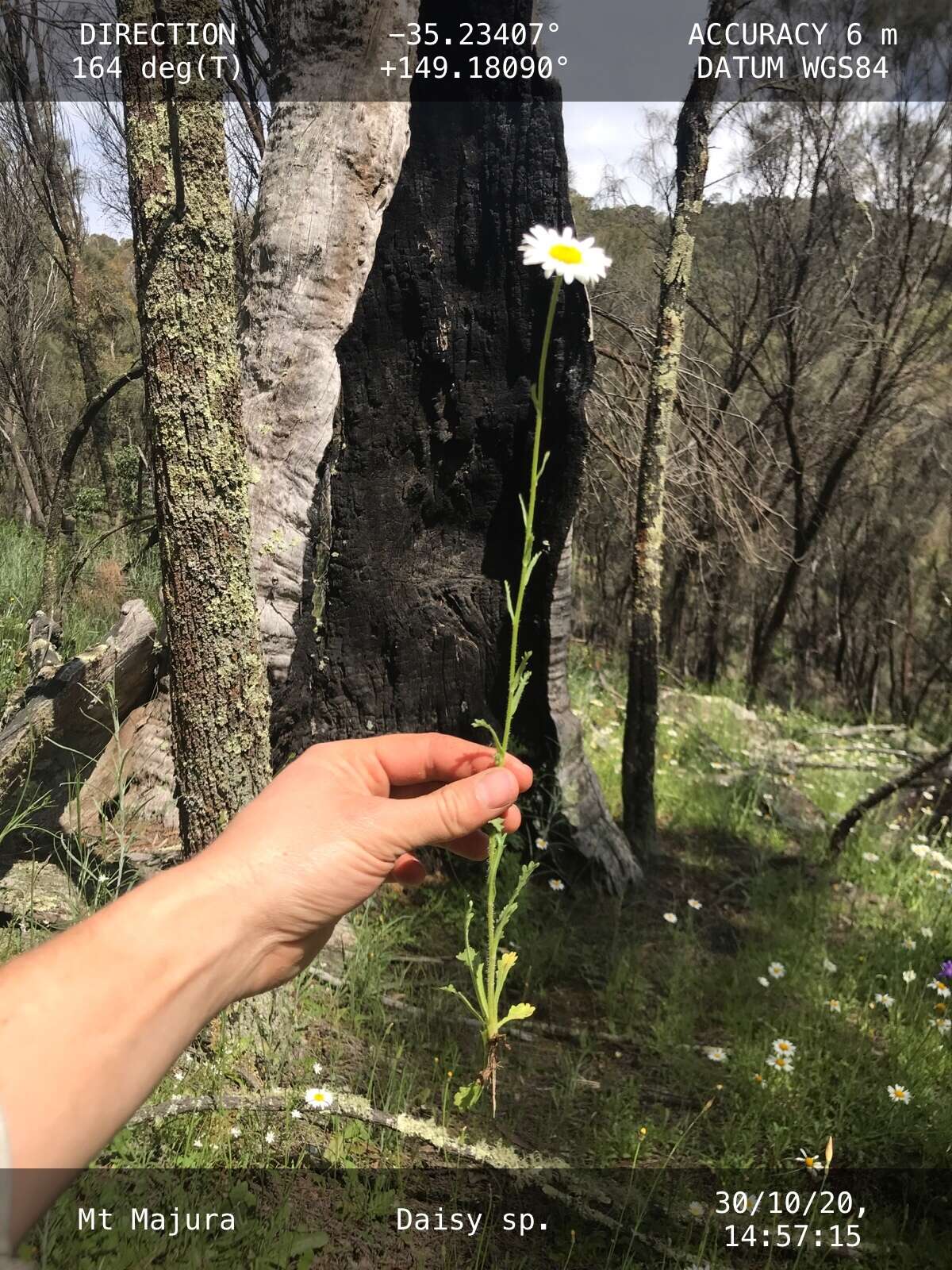 Image of Brachyscome diversifolia (Hook.) Fischer & C. Meyer