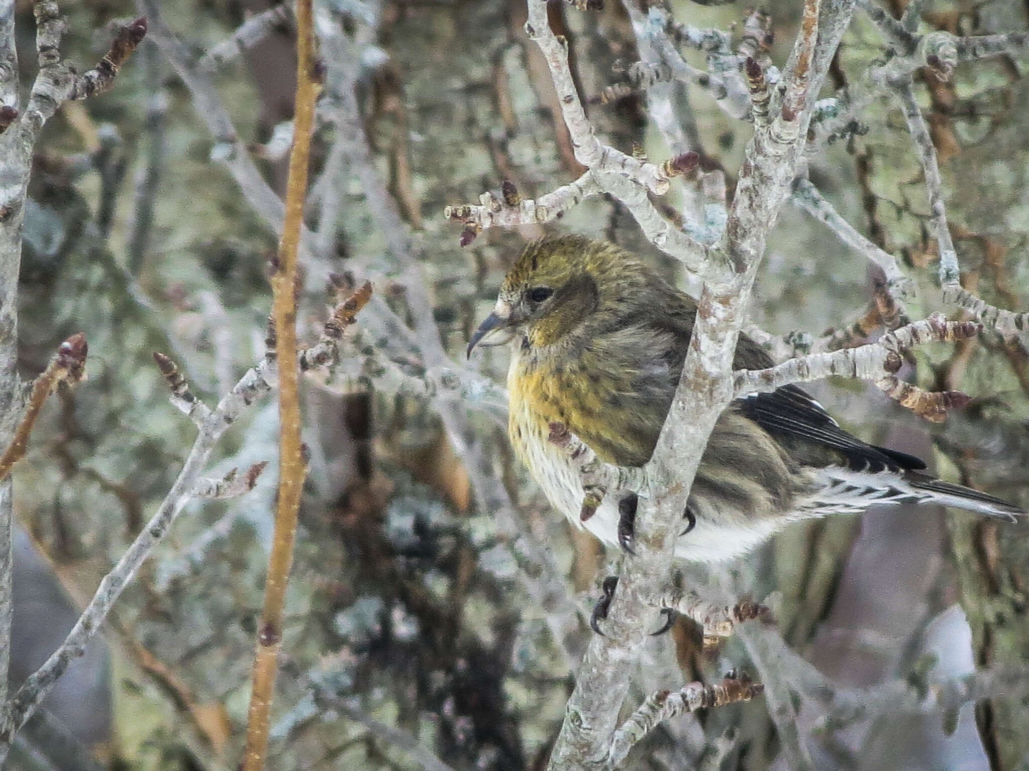 Image of Two-barred Crossbill