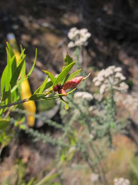 صورة Callistemon salignus (Sm.) Colv. ex Sweet