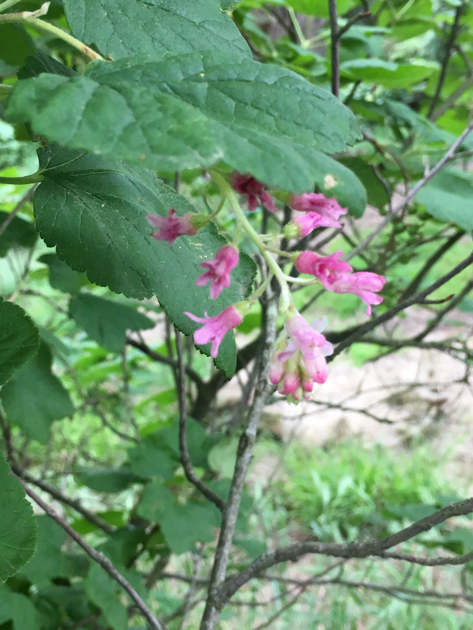 Imagem de Ribes sanguineum Pursh