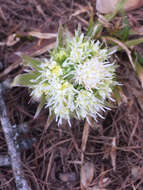 Petasites albus (L.) Gaertn.的圖片