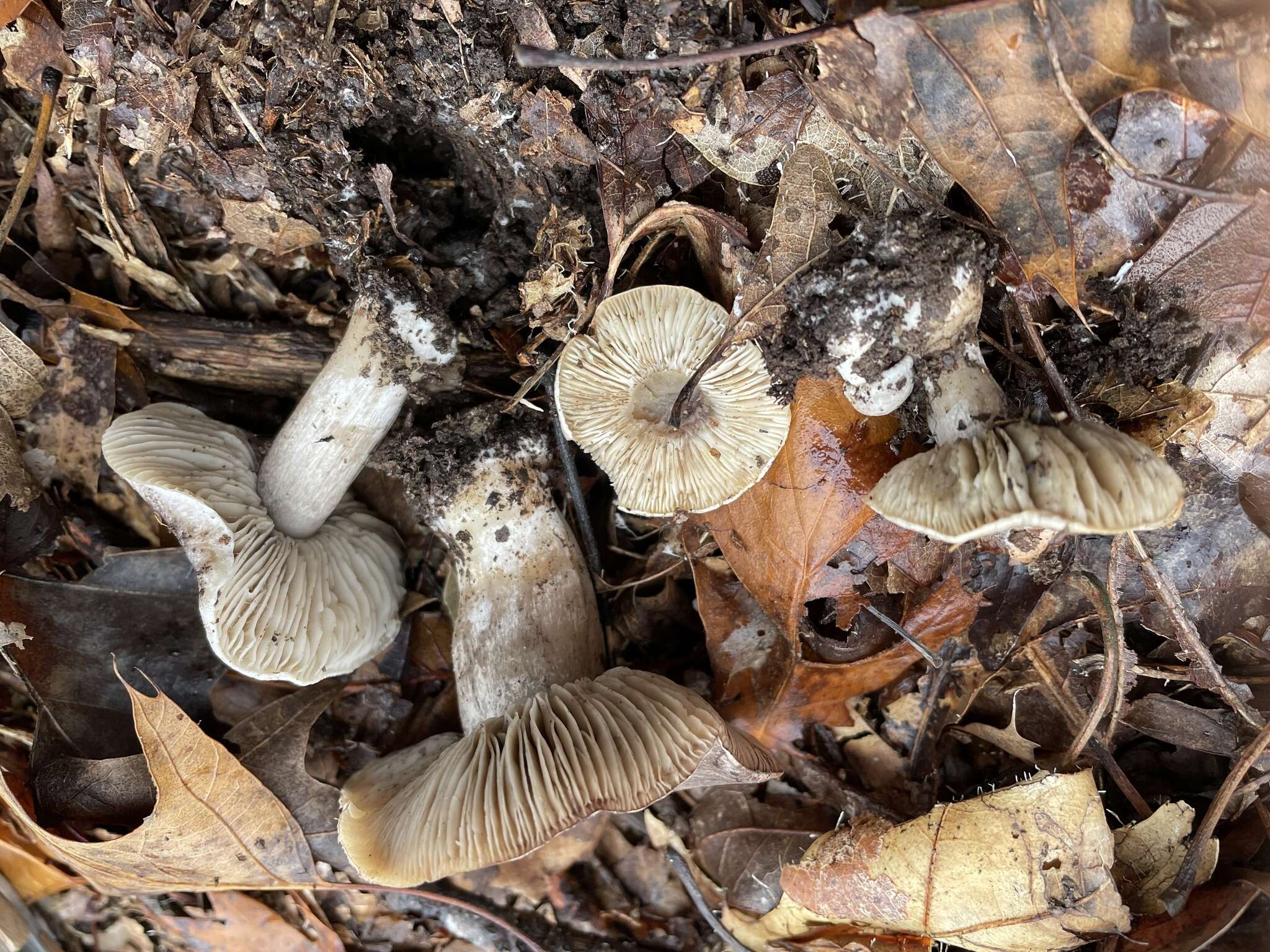 Image of Tricholoma pullum Ovrebo 1989