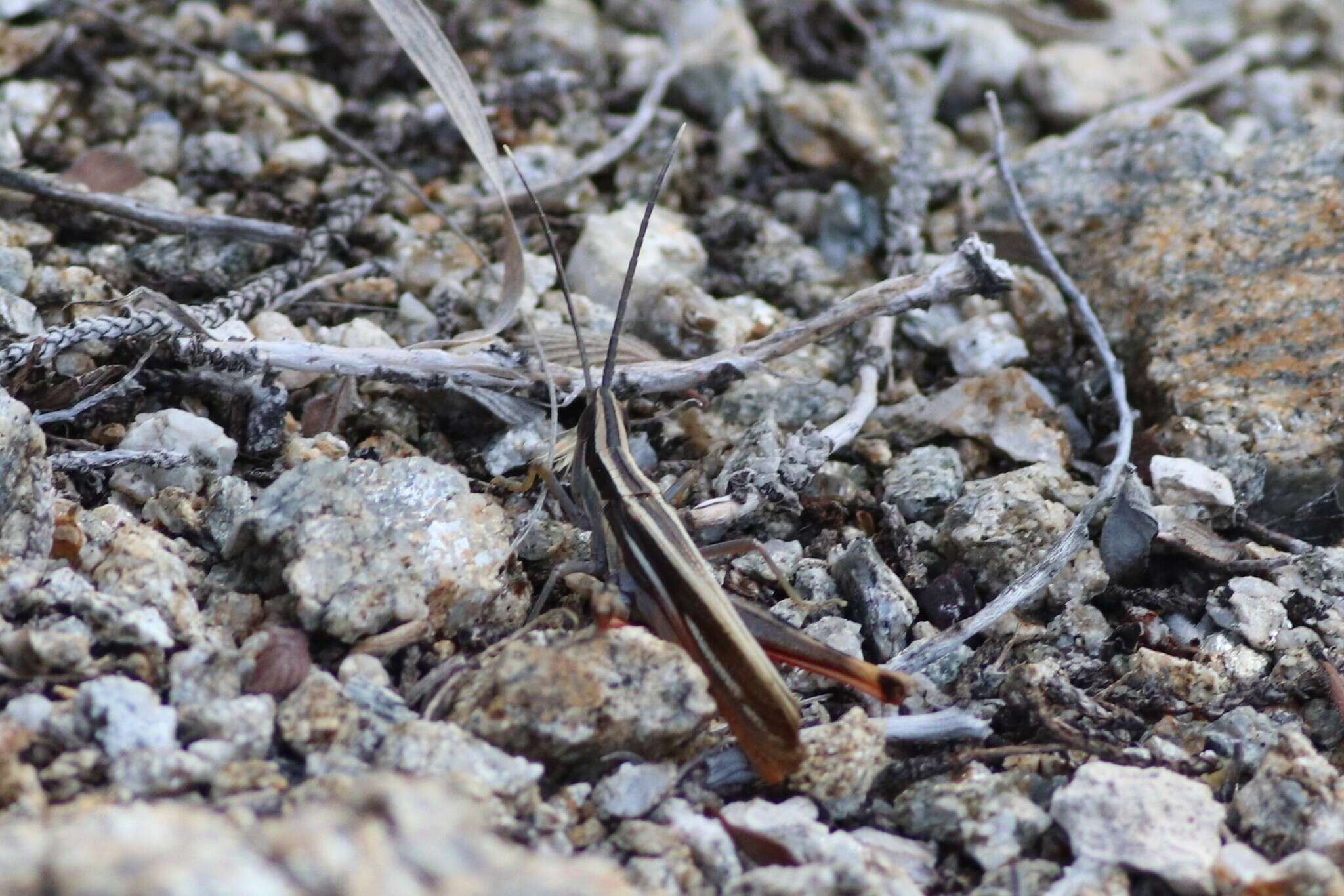 Image of Mermiria texana Bruner & L. 1889